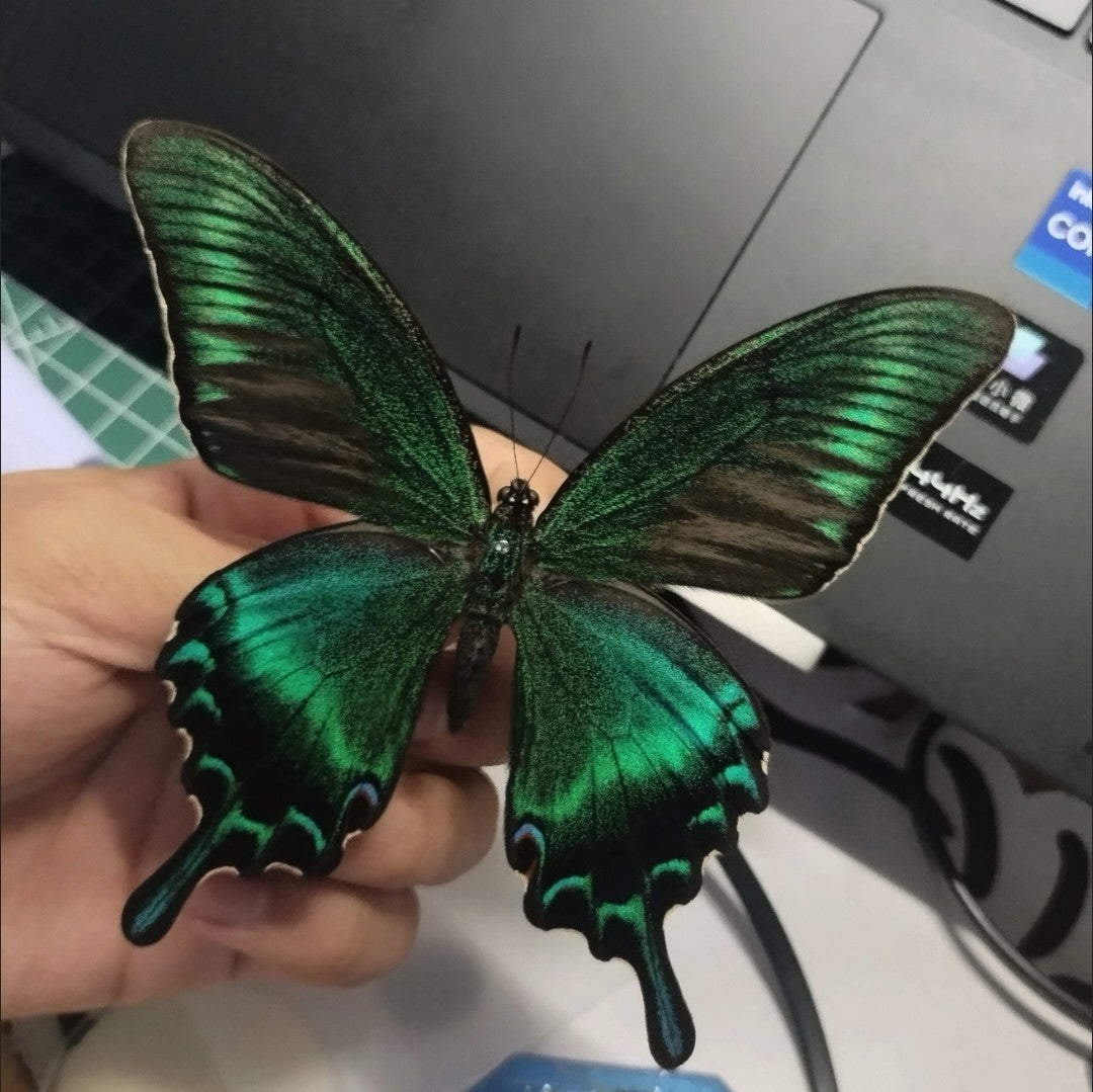 30 Real Alpine Black Swallowtail Butterfly Specimens 9-12cm Spread Wings