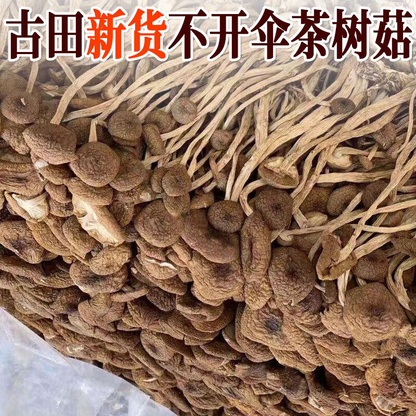 250g/bag New Premium Dried Tree Mushroom Chinese Herbal Agrocybe Cylindracea
