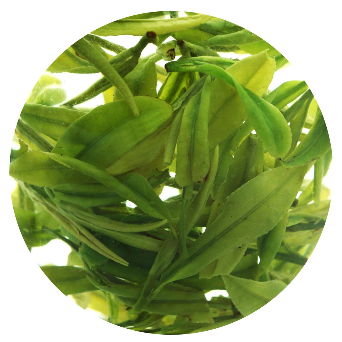 500g Supreme Spring Anji Bai Cha Long Jing White Dragon Well GREEN TEA Loose