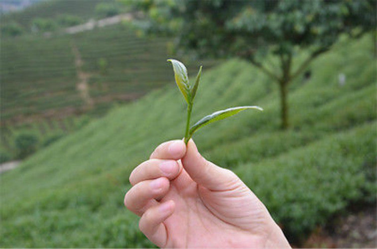 250g Premium 58 series Black Tea Dian Hong Famous Yunnan Black Tea Dian Hong Tea