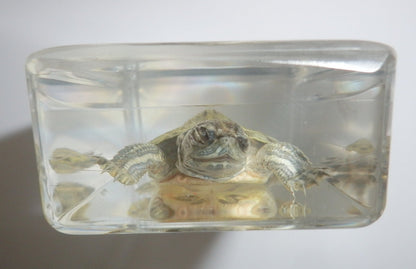 73x40x20 Mm Water Slider Turtle In Clear Paperweight Education Specimen
