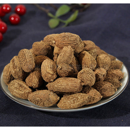 砂仁 中药材Chinese herbal medicine of amomum kernel
