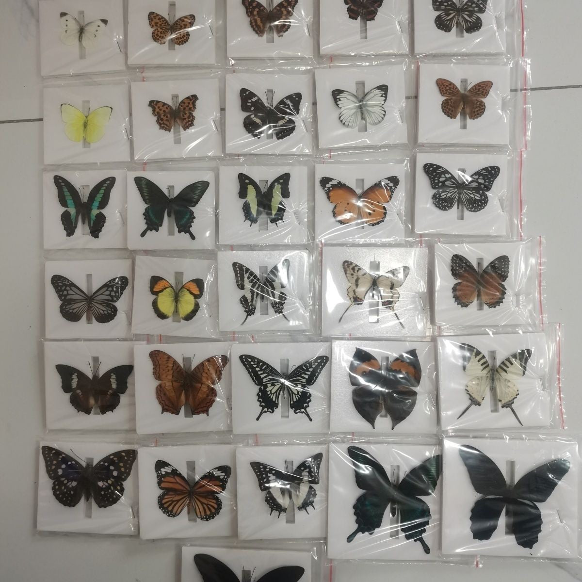 20 Pcs Butterfly Specimens Random Mix Pack Spread Wings Insect Collection