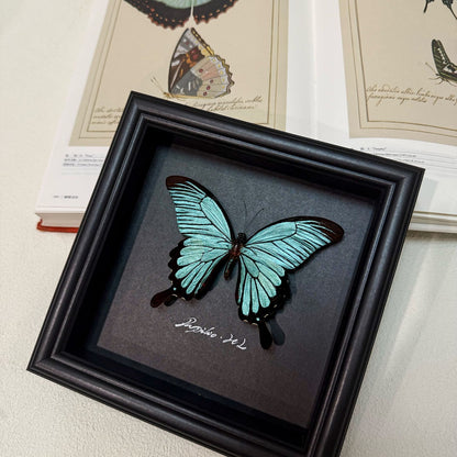 Papilio Helenus Butterfly Specimen, Morpho Didius Alternative, Framed Decor
