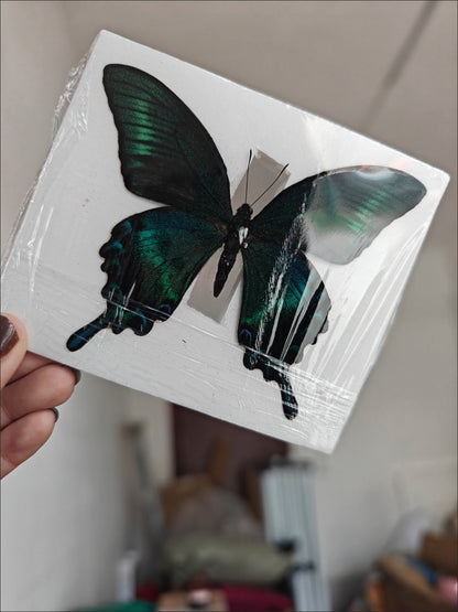 Green Banded Peacock Swallowtail Summer Form 10 Pack 9-11cm Wingspan