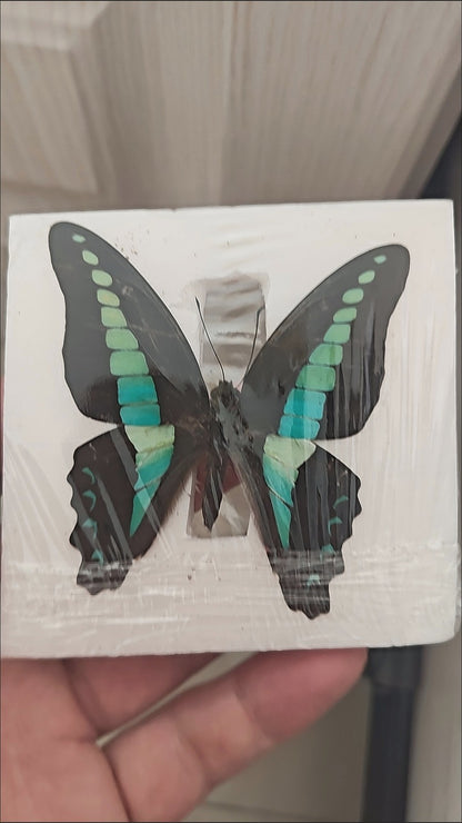 Common Bluebottle 10 Pack Spread Wing 6-7.5cm Wingspan A1-A- Grade