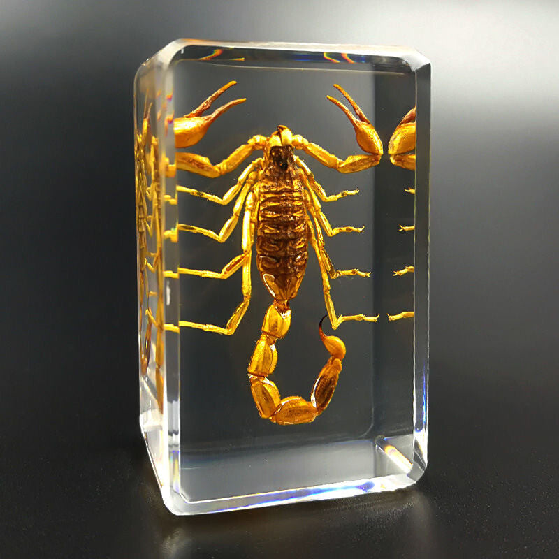 4pcs New Real in Resin Insects in Resin Spiders Specimen Collection