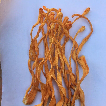 North Cordyceps/nourish kidney/moisten lung Herbs Health Care New