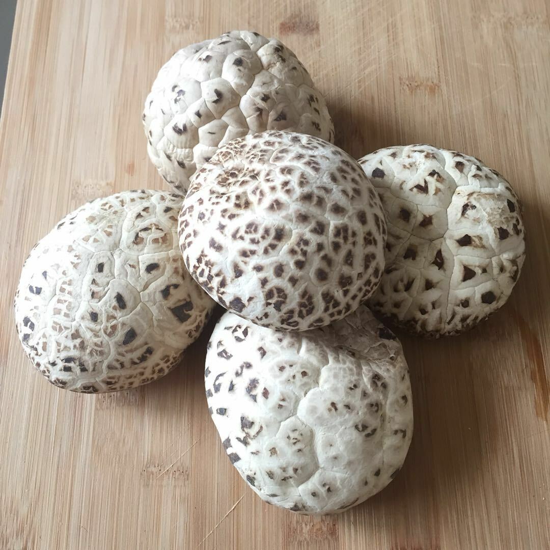 100% Natural Edible Mushroom Baswood Mushroom Brown Shiitake -