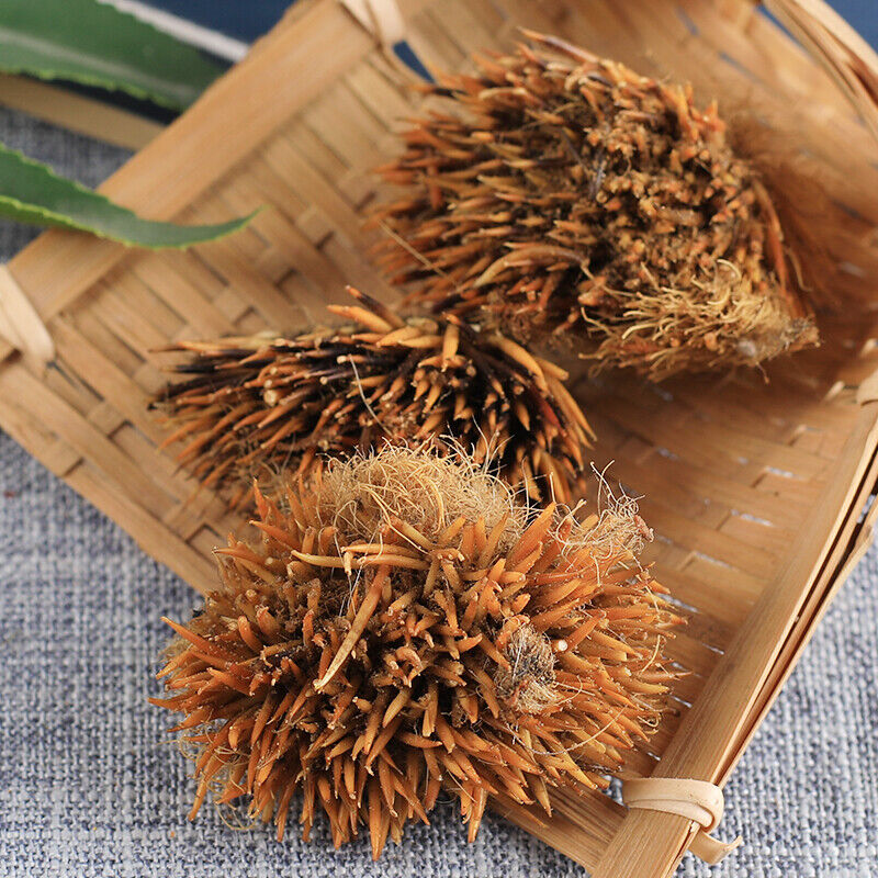50g 100% Chinese Herbal Tea正品刺猬皮 High Quality Authentic Hedgehog Skin Ciweipi