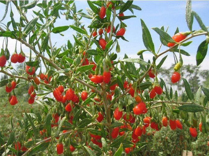 Goji Berries Herbal Tea 100g Natural Goji Berry Chinese Tea Wolfberry Green Tea