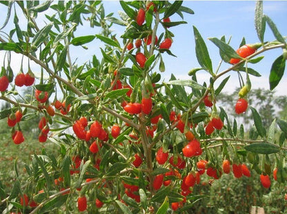Goji Berries Herbal Tea 100g Natural Goji Berry Chinese Tea Wolfberry Green Tea