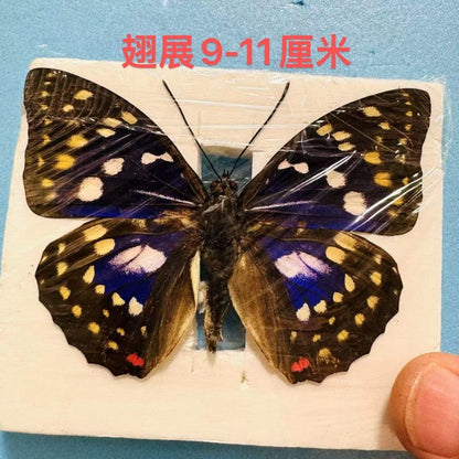 Great Purple Emperor 10 Pack Spread Wing 9-11cm Wingspan A1-A- Grade