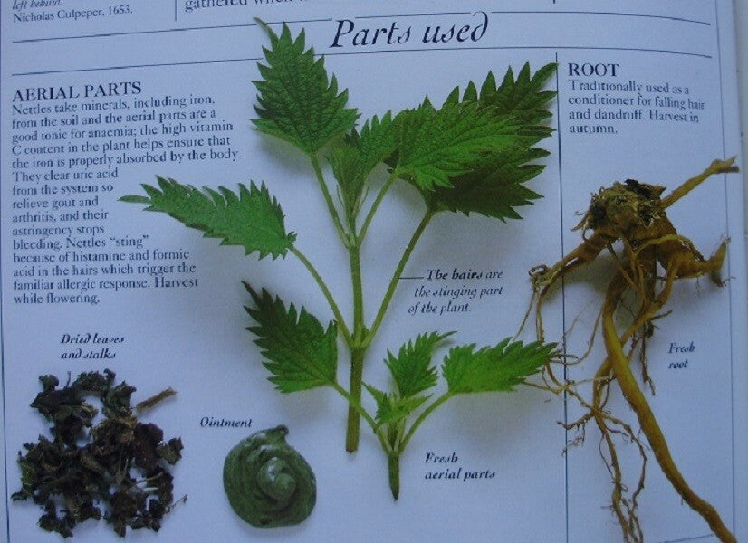 STINGING NETTLE LEAF WILDCRAFTED HERBAL TEA 100g Urtica dioica DRIED HERB