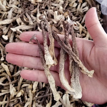 250g Premuim Dried Velvet Mushroom Antler Mushroom Deep Mountain Edible Fungi