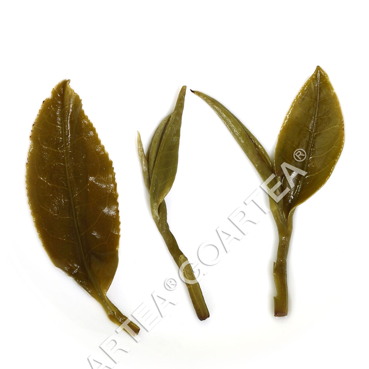 GOARTEA 250g Nonpareil Supreme Biluochun Green Tea Pi lo Chun Green Tea Snail-
