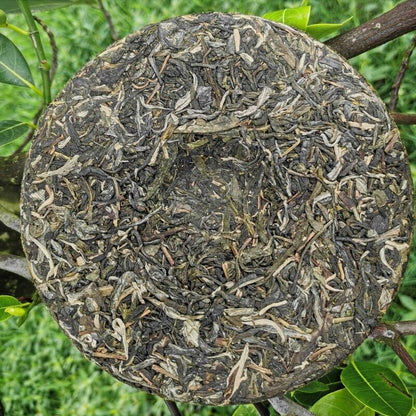 357g Yiwu Jiao Mu Pu'er Tea Yunnan Raw Tea Cake Primeval Forest Ecological Tea