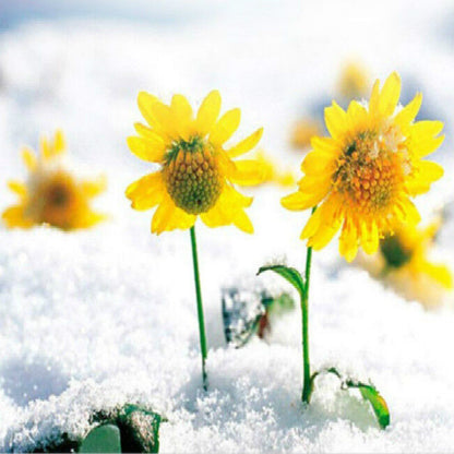 45g Chrysanthemum Tea Mountain Snow Daisy Flower Tea Natural tea