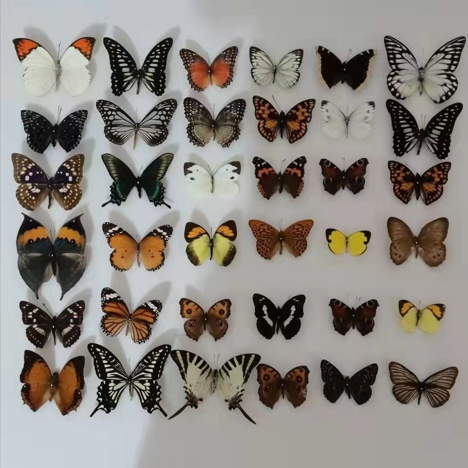 20 Pcs DIY Real Butterfly Specimens Mixed Species Taxidermy Home Decor Gift