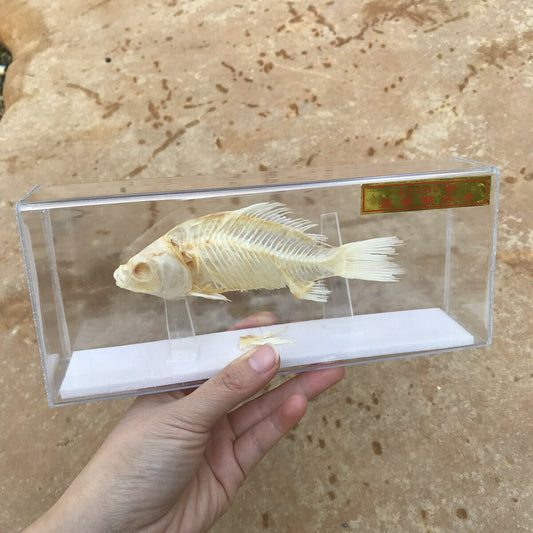 1-Piece animal specimen fish skull specimen real collection teaching model -