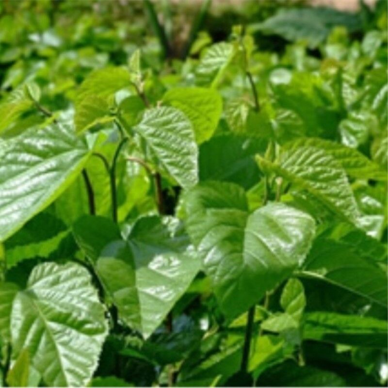 Dried Mulberry Leaf Tea Natural Mulberry Leaves Tea Chinese Health Care Herbal
