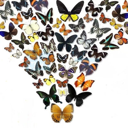 20pcs（Butterfly species with no duplicates）natural Real Butterflies Specimen