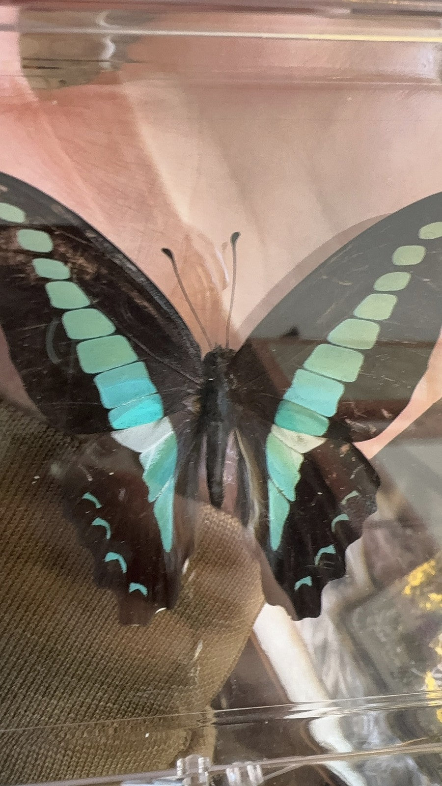 Common Bluebottle 10 Pack Spread Wing 6-7.5cm Wingspan A1-A- Grade