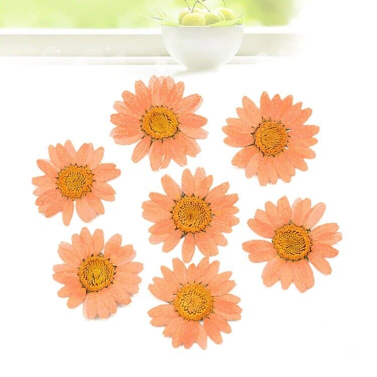 Dried Flowers Pressed Dry Daisy Epoxy Resin Jewelry Making Materials 120Pcs/Lot