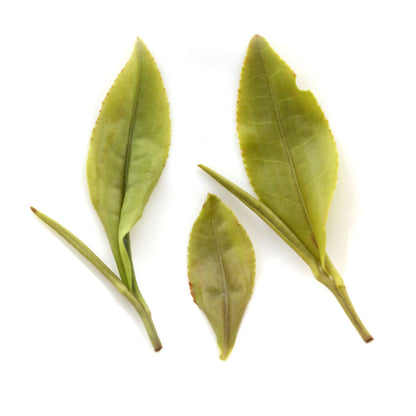 GOARTEA 100g Premium Huangshan Maofeng GREEN TEA Yellow Mountain GREEN TEA Loose-