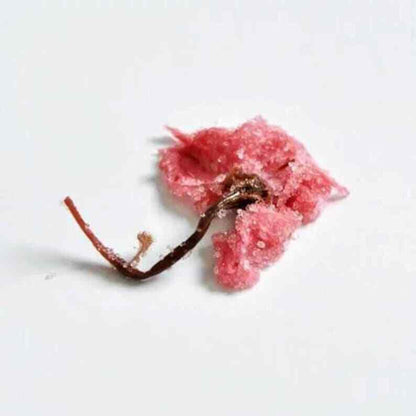 50g Japanese Traditional Salted Sakura Cha Cherry Blossoms Preserved Flower Tea