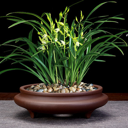 6" Zisha Flower Pot Desktop Round Bonsai Pot Succulent Calamus Pot For Tea Tray