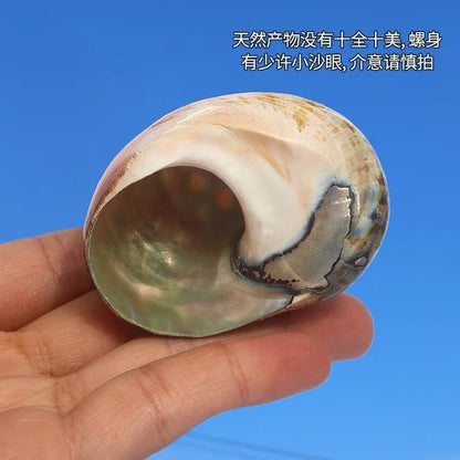 South African Turbo Shell 6‑7cm Natural Conch Aquarium Decor Craft Ornament