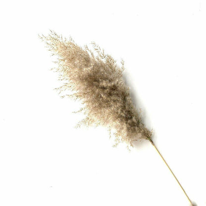 Real Pampas Grass Decor 8/10/20/50 Pcs/Lot Natural Dried Flowers Plants Bouquet