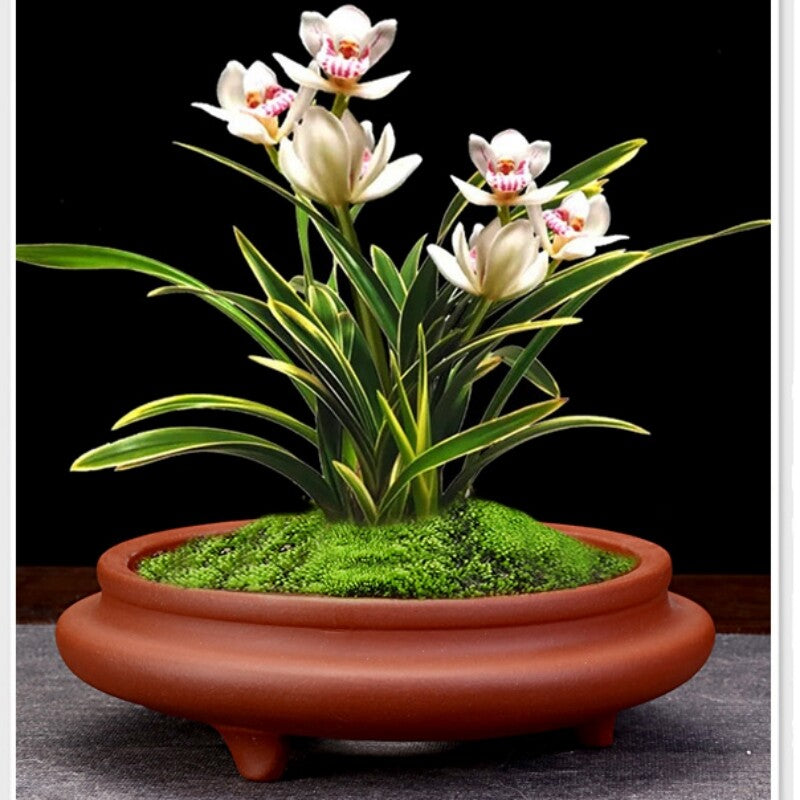 6" Zisha Flower Pot Desktop Round Bonsai Pot Succulent Calamus Pot For Tea Tray
