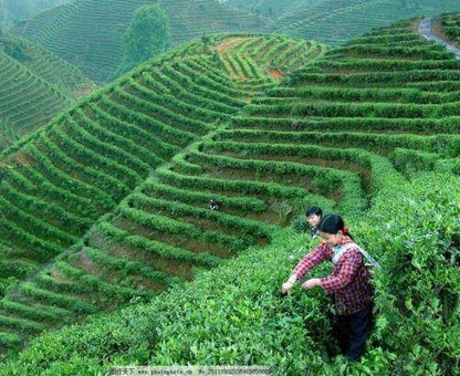 Natural Organic Anxi Tieguanyin Tea 250g, Fresh Chinese Oolong Tea