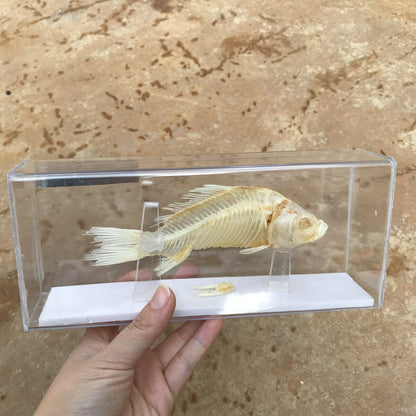 1-Piece animal specimen fish skull specimen real collection teaching model -