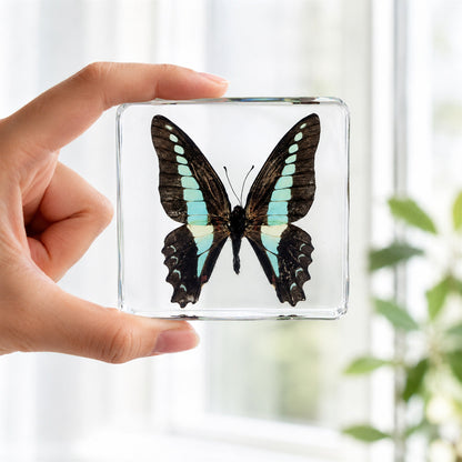 Real Common Bluebottle Butterfly Specimen Resin Block Insect STEM Education