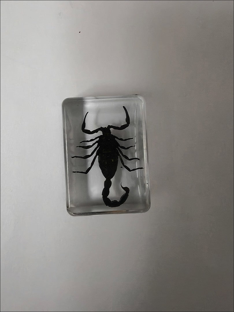 Black Scorpion Resin Insect Specimen 3.5x2.5x1.2cm Educational Toy