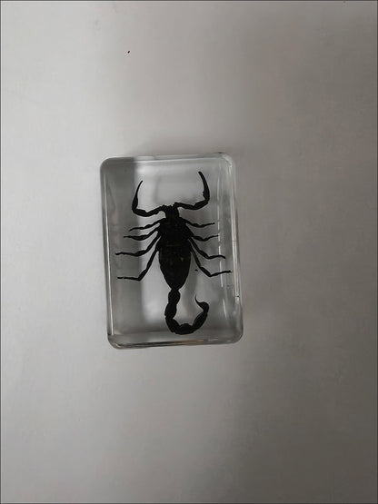 Black Scorpion Resin Insect Specimen 3.5x2.5x1.2cm Educational Toy