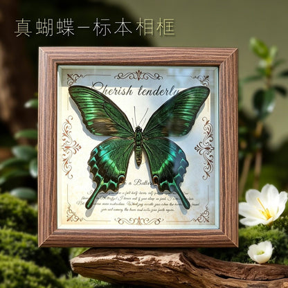 Real Green Swallowtail Butterfly Taxidermy Wooden Frame Vintage Home Gift