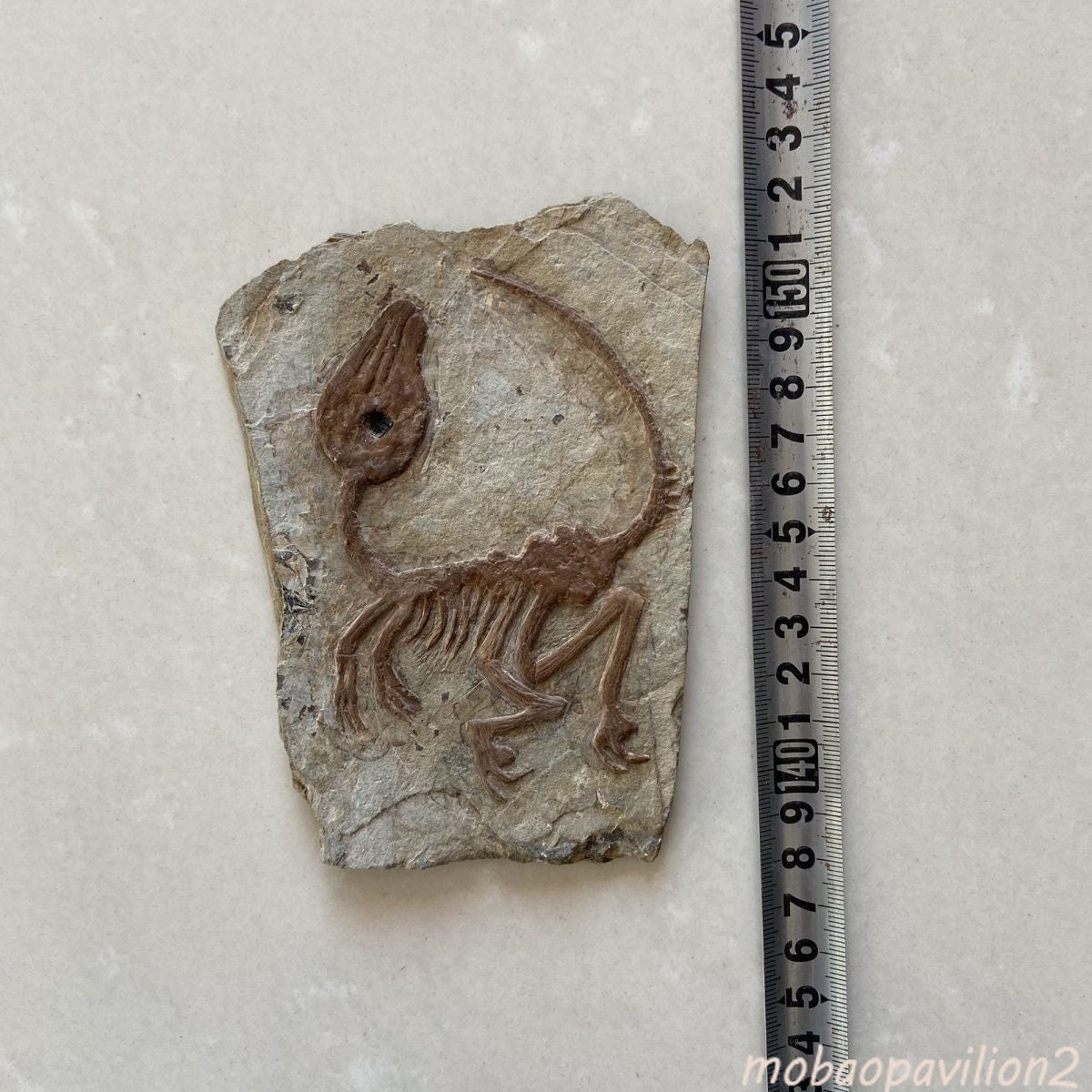 Old Real Fossil Rare Best Triassic Keichousaurus Collection
