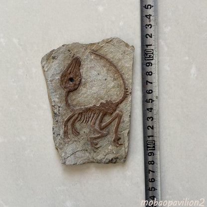 Old Real Fossil Rare Best Triassic Keichousaurus Collection