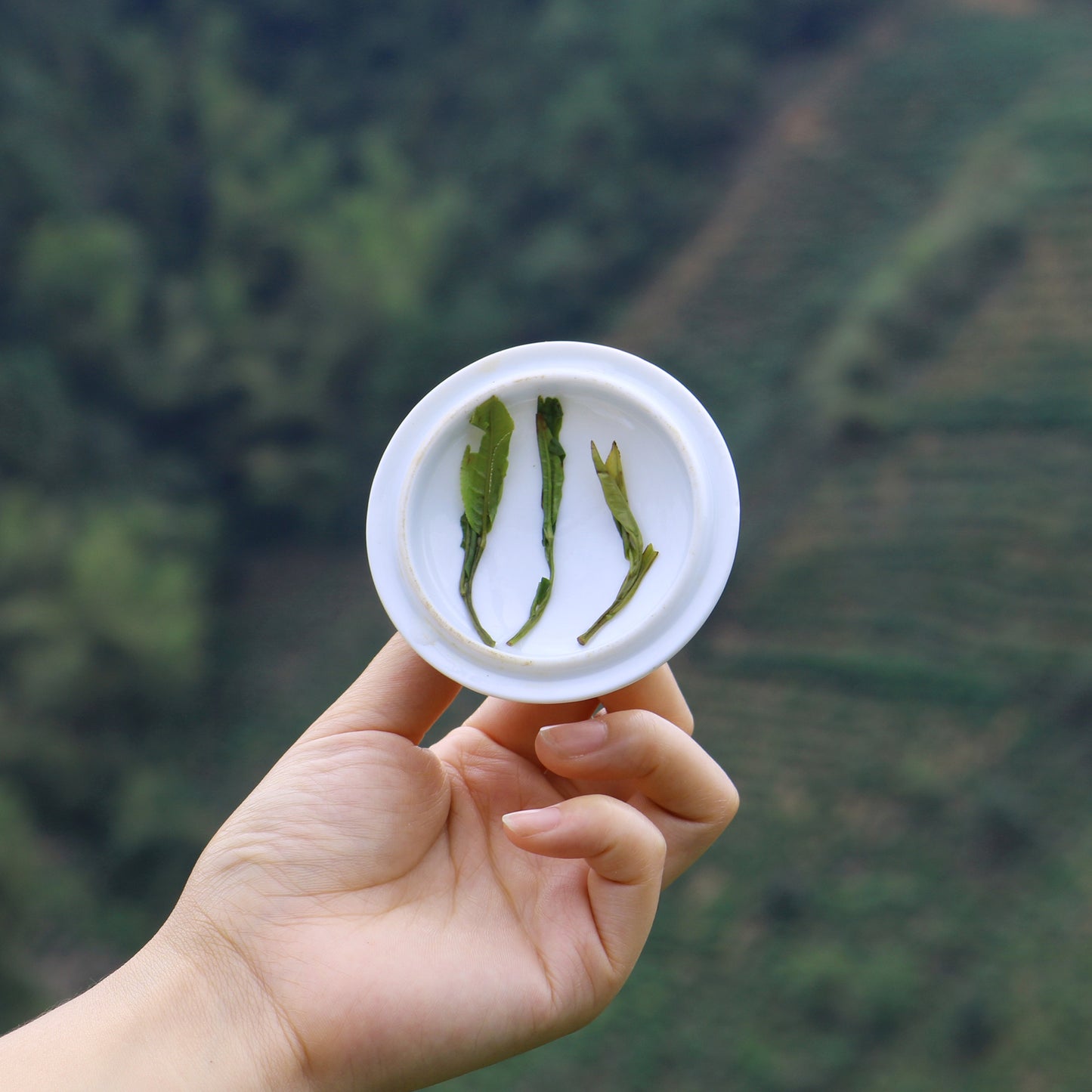 Premium Huangshan Maofeng Yellow Mount. Chinese GREEN TEA Mao Feng