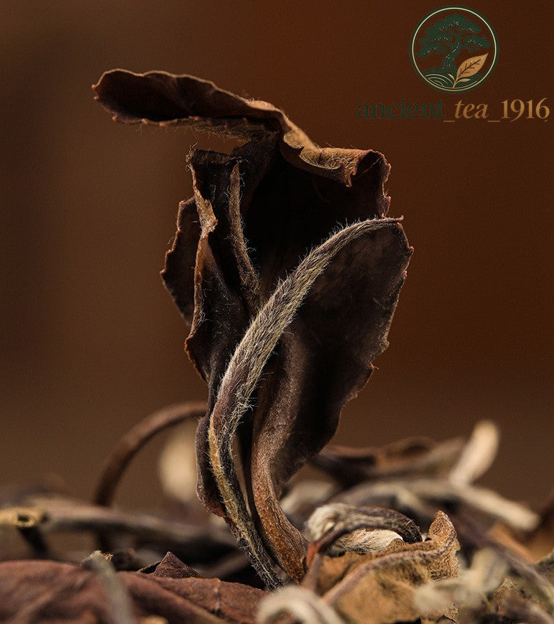 500g 2015 Fuding White Tea Shoumei Chenxiang Loose Tea