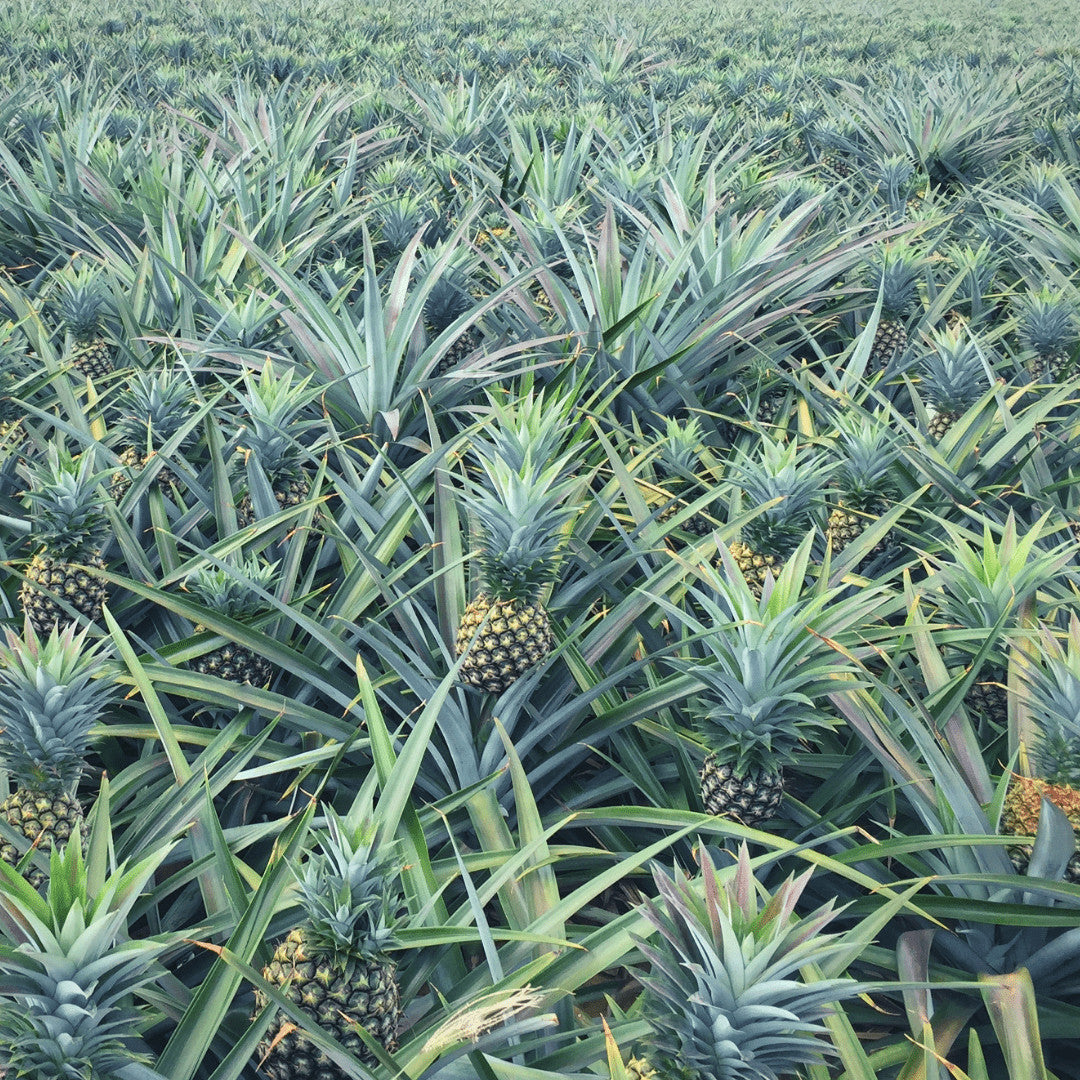 Dried organic pineapple fruit powder/flour/Tidbits/Rings premium grade A Quality