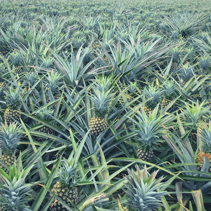 Dried organic pineapple fruit powder/flour/Tidbits/Rings premium grade A Quality