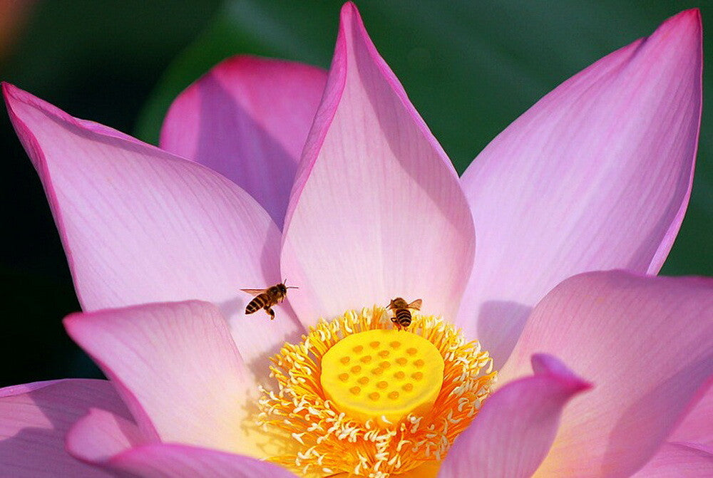 Pure Organic Honey Bee Pollen Defer Lotus Flower Honeybee The Cell Senescence