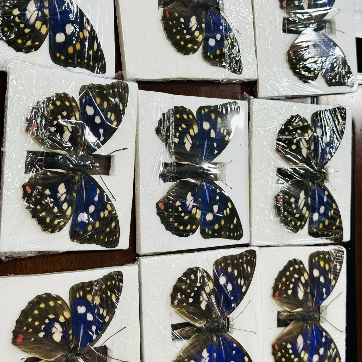 Great Purple Emperor 10 Pack Spread Wing 9-11cm Wingspan A1-A- Grade