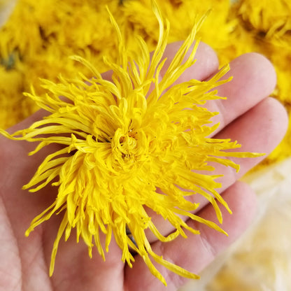 Chinese Big Golden Chrysanthemum Flower Tea-Healthy Dried Flower Tea(Ju Hua Cha)