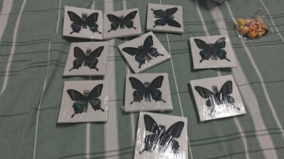 10pcs Green Banded Peacock Swallowtail 5-7cm Wingspan Spring Form